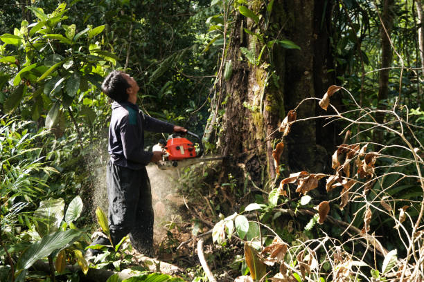 Best Residential Tree Removal  in Sausalito, CA